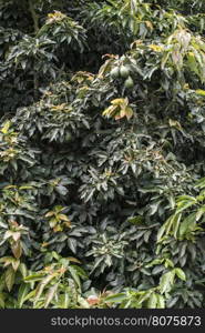 Avocado on a branch. Laden with fruit