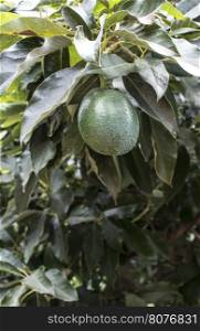 Avocado on a branch. Laden with fruit