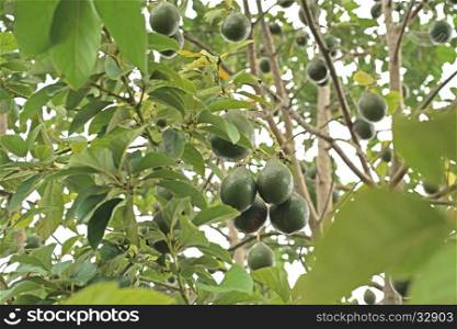 avocado palta guacamole fruit on tree in organic farm