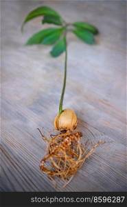 Avocado Sprouts. Seed Growing with Stalk on the Wooden Table. Germinating Avocado Pit. Domestic Gardening. New Life Concept. Young Avocado Stalk
