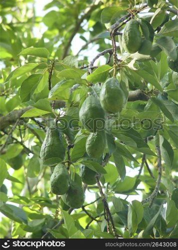 avocado tree with fruits in mexico green leaves