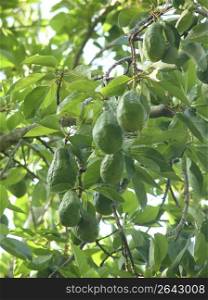 avocado tree with fruits in mexico green leaves