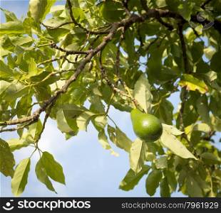 Avocado tree with ripe avocado with blue sky background