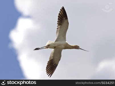 Avocet in Saskatchewan Canada spring beauty colorful