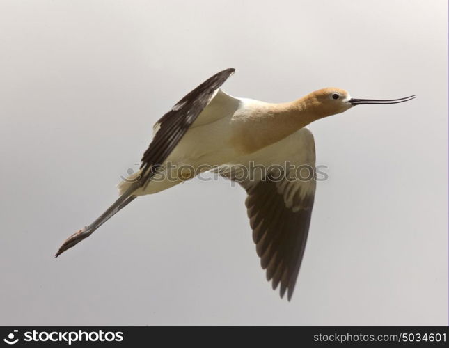 Avocet in Saskatchewan Canada spring beauty colorful