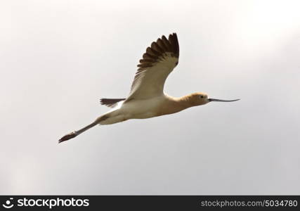 Avocet in Saskatchewan Canada spring beauty colorful