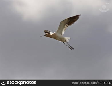 Avocet in Saskatchewan Canada spring beauty colorful