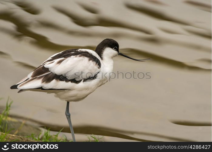 Avocet wading bird seen in Norfolk UK