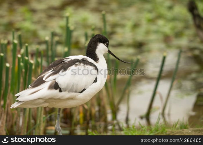 Avocet wading bird seen in Norfolk UK