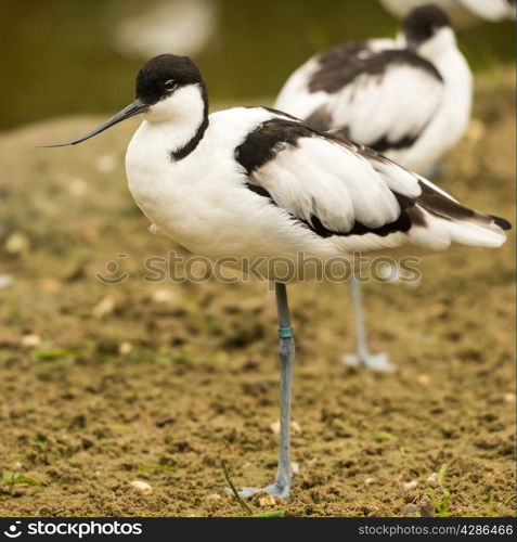 Avocet wading bird seen in Norfolk UK