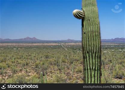 Avra Valley, Arizona with a saguaro cactus in the foreground