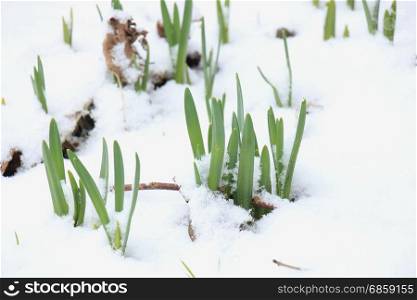 Awakening daffodils in the snow, growing flowerbulbs