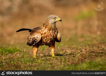 Awesome bird in the field with a beautiful plumage