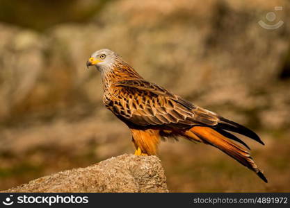 Awesome bird in the field with a beautiful plumage