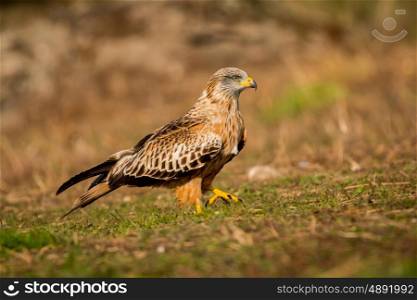 Awesome bird in the field with a beautiful plumage