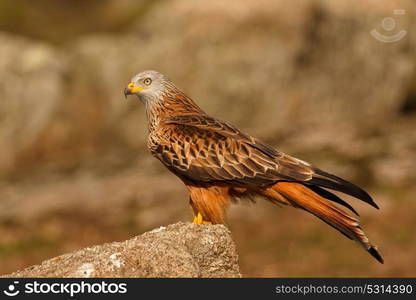 Awesome bird in the field with a beautiful plumage