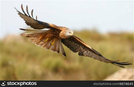 Awesome bird of prey in flight . Awesome bird of prey in flight with the sky of background