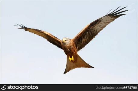 Awesome bird of prey in flight . Awesome bird of prey in flight with the sky of background