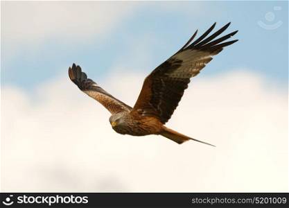 Awesome bird of prey in flight with the sky of background