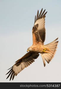 Awesome bird of prey in flight with the sky of background