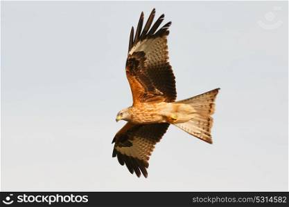 Awesome bird of prey in flight with the sky of background