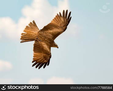 Awesome bird of prey in flight with the sky of background