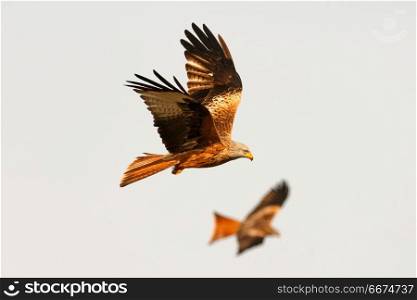 Awesome birds of prey in flight . Awesome birds of prey in flight with the sky of background