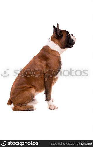 Awesome looking german boxer posing isolated in studio