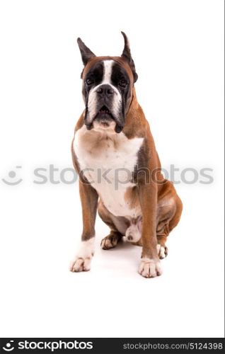 Awesome looking german boxer posing isolated in studio