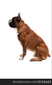 Awesome looking german boxer posing isolated in studio