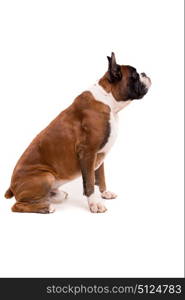 Awesome looking german boxer posing isolated in studio