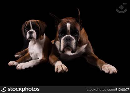 Awesome looking german boxers posing isolated in studio