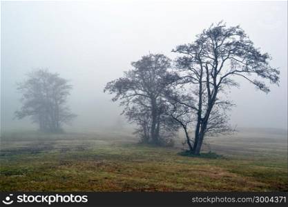 Awl trees in the fog in Lentevreugd, Wassenaar, The Netherlands.