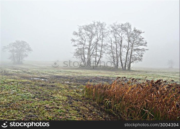 Awl trees in the fog in Lentevreugd, Wassenaar, The Netherlands.