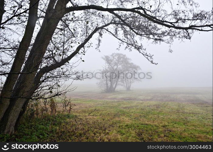 Awl trees in the fog in Lentevreugd, Wassenaar, The Netherlands.