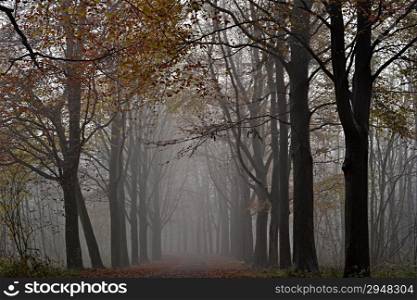 Awl trees in the fog in The Horsten, Wassenaar, The Netherlands.