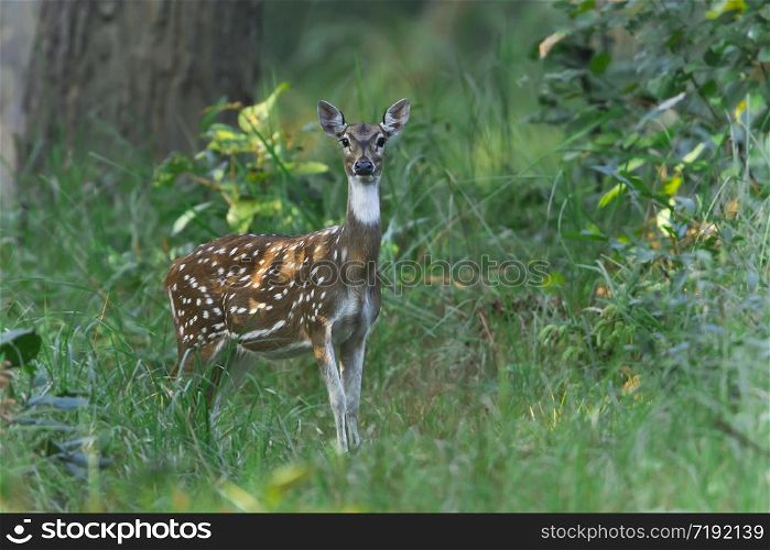 Axis axis. Spotted deer in Bardia, Nepal