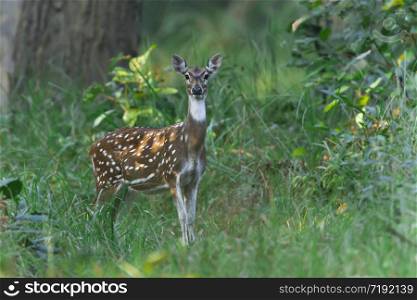 Axis axis. Spotted deer in Bardia, Nepal