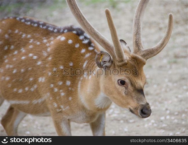 Axis deer - Vienna Zoo