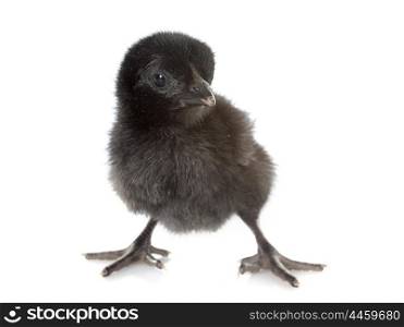ayam cemani chick in front of white background