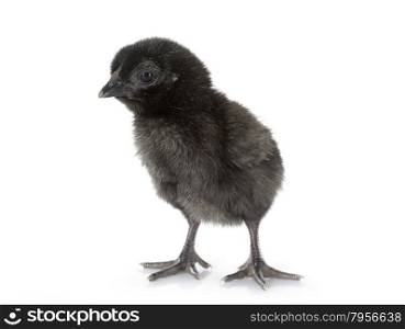 ayam cemani chick in front of white background