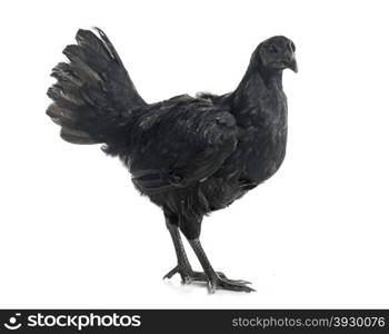 ayam cemani chicken in front of white background