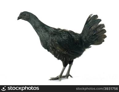 ayam cemani chicken in front of white background