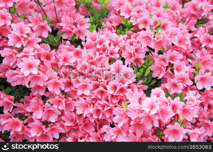 Azalea