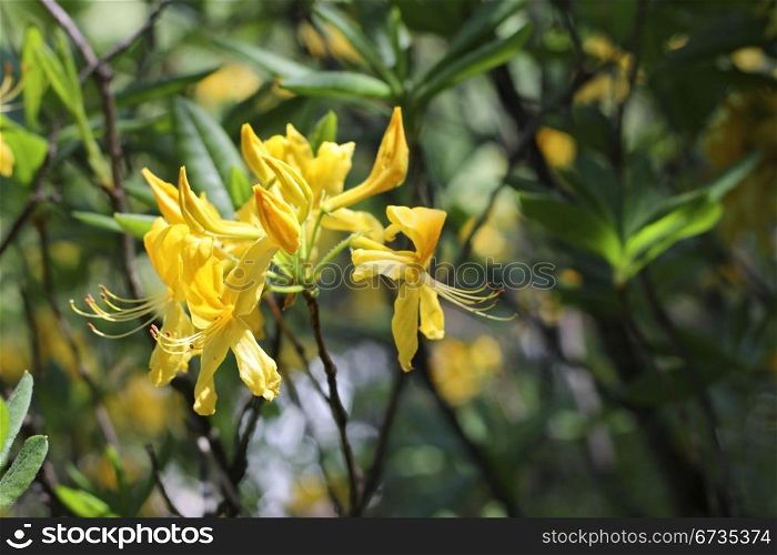 Azalea blooming in the summer caucasus forest