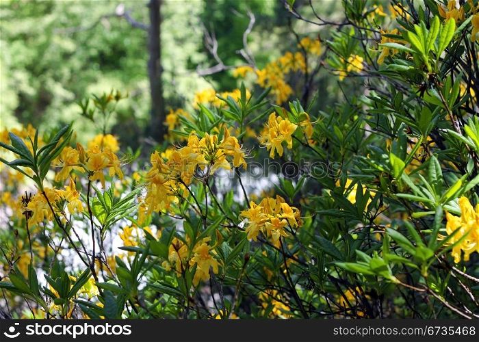 Azalea blooming in the summer caucasus forest