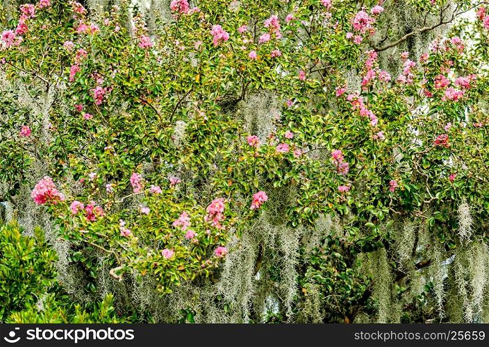 azalea bushes covered in spanish moss