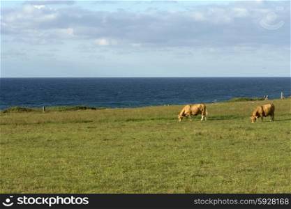 azores farm cows at the coast of sao Miguel