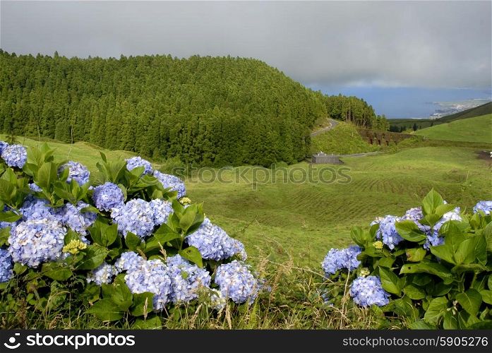 azores green fields in sao miguel island