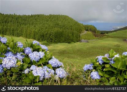 azores green fields in sao miguel island